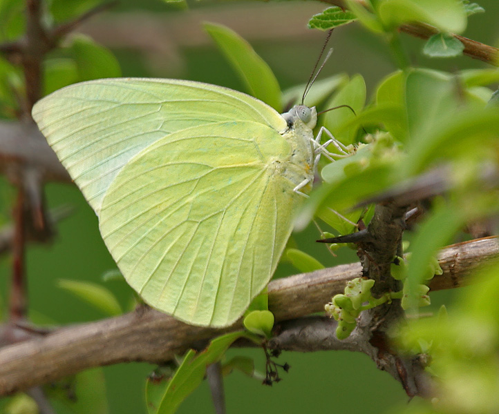 File:Common Emigrant (Catopsilia pomona) on Canthium coromandelicum W IMG 9093.jpg