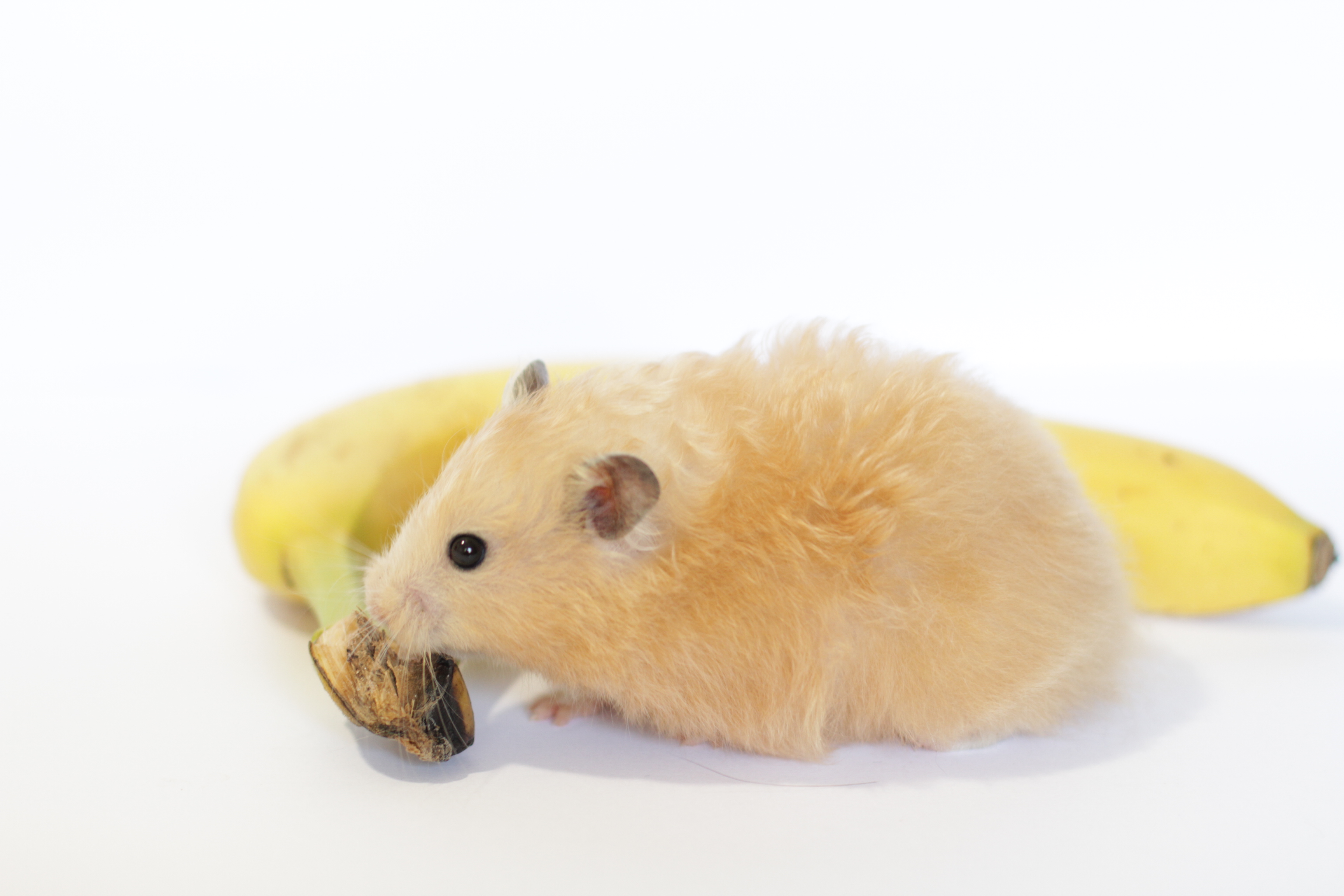 Syrian Hamsters, All you need to know about hamsters Wikia