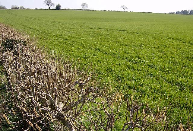 File:Crop near South Wood - geograph.org.uk - 2366519.jpg