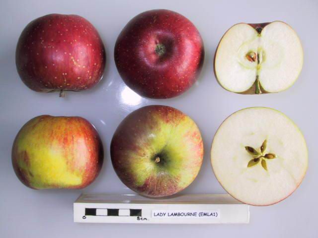 File:Cross section of Lady Lambourne (EMLA1), National Fruit Collection (acc. 1977-148).jpg