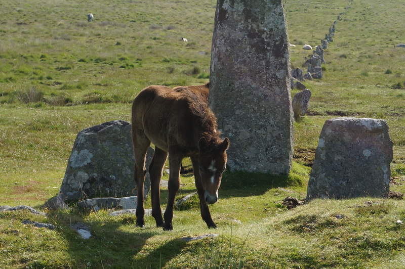 File:Dartmoor Pony Foal - geograph.org.uk - 4541174.jpg