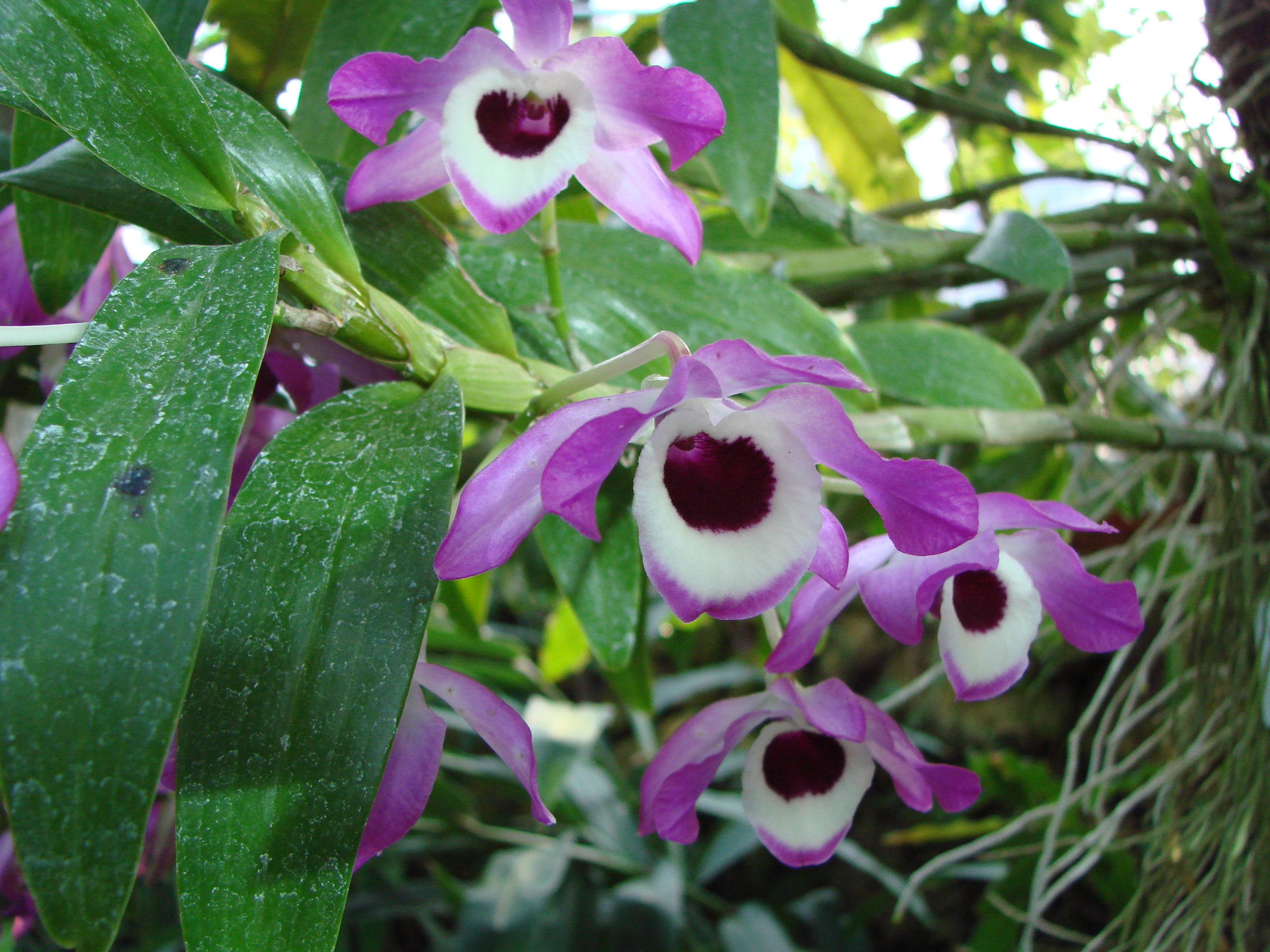 dendrobium