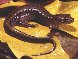 <span class="mw-page-title-main">Allegheny Mountain dusky salamander</span> Species of amphibian