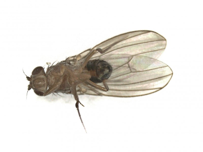 File:Drosophila funebris (Drosophilidae) - (imago), Arnhem, the Netherlands - 3.jpg