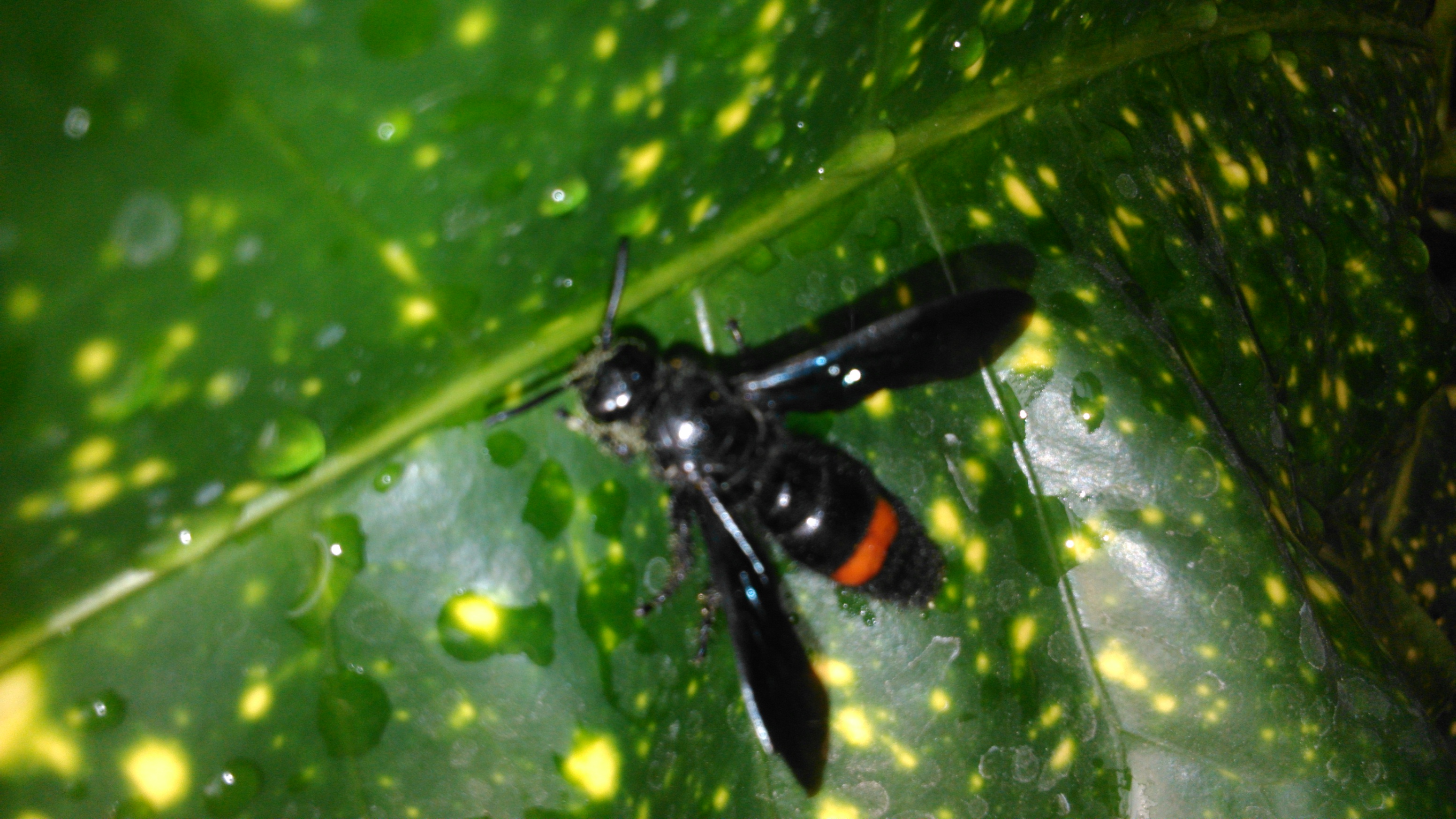 Scolia Wasp: Most Up-to-Date Encyclopedia, News & Reviews