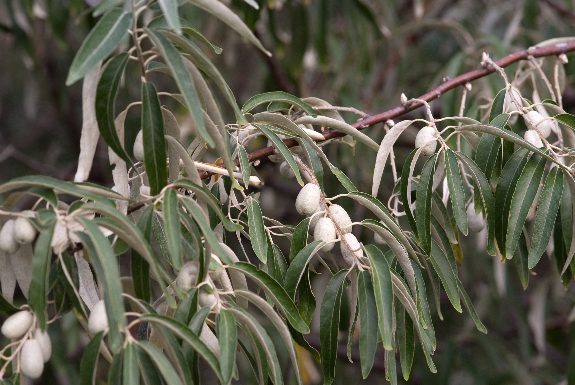 Полезные свойства лоха. Лох серебристый (Elaeagnus commutata). Лох узколистный Ангустифолия. Лох серебристый узколистный. Узколистный; Джида.