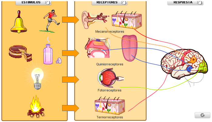 File:Estímulo-receptor-respuesta.png