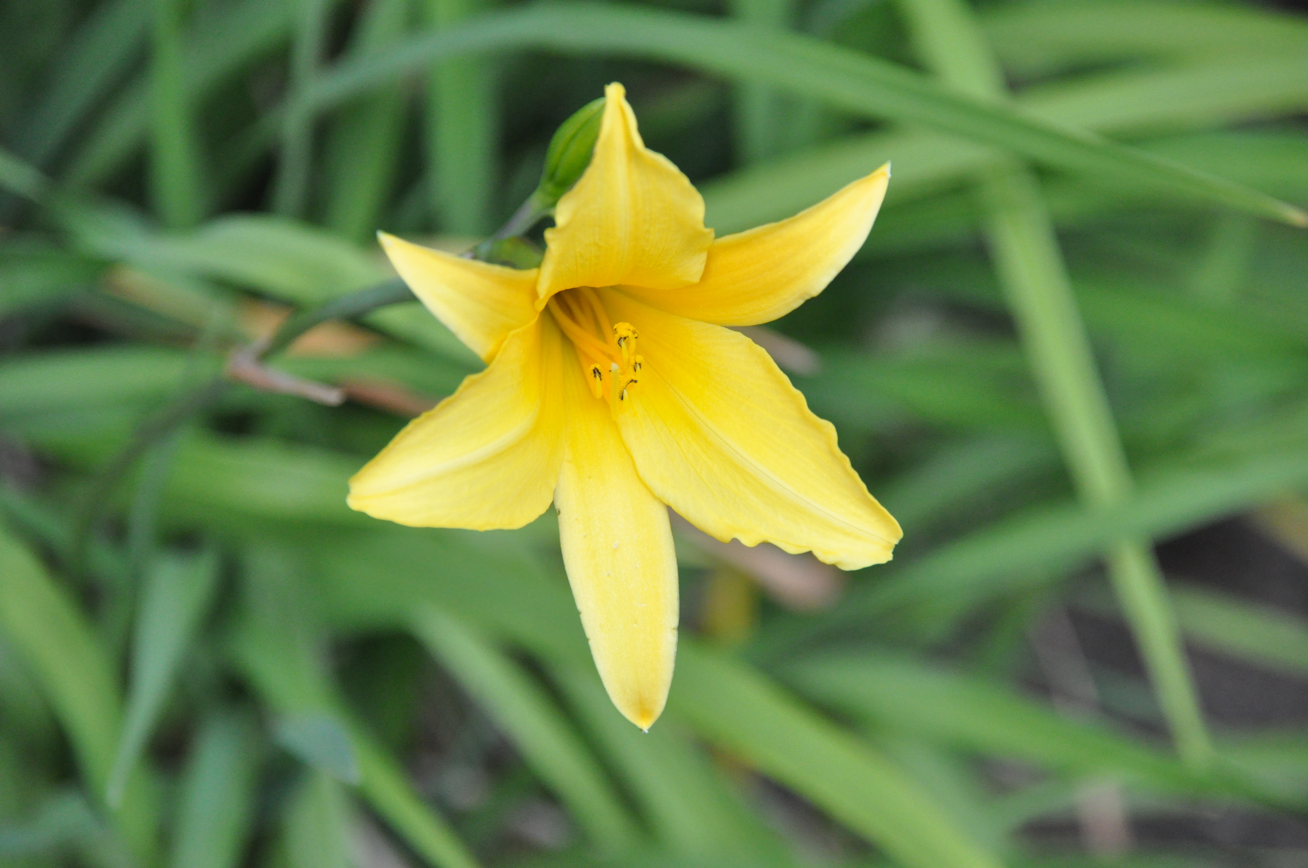 Flor del. Flor Ecuador цена.