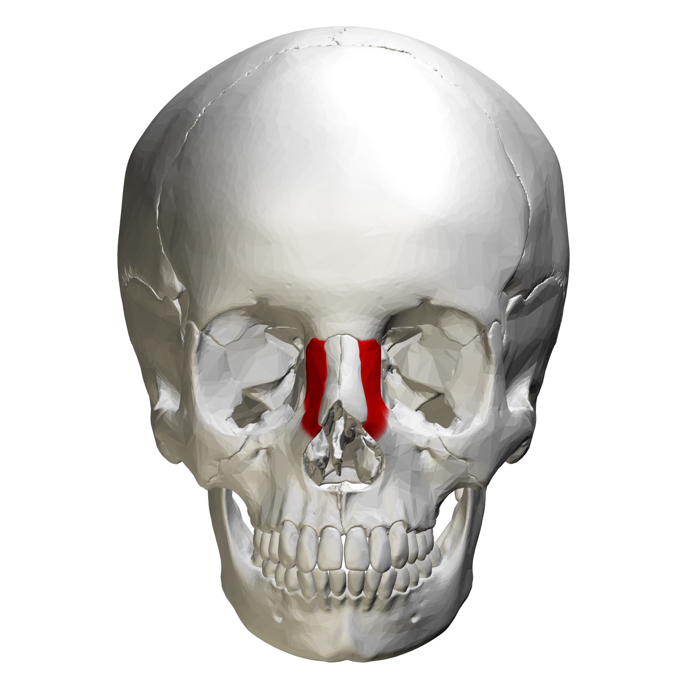 maxillary process