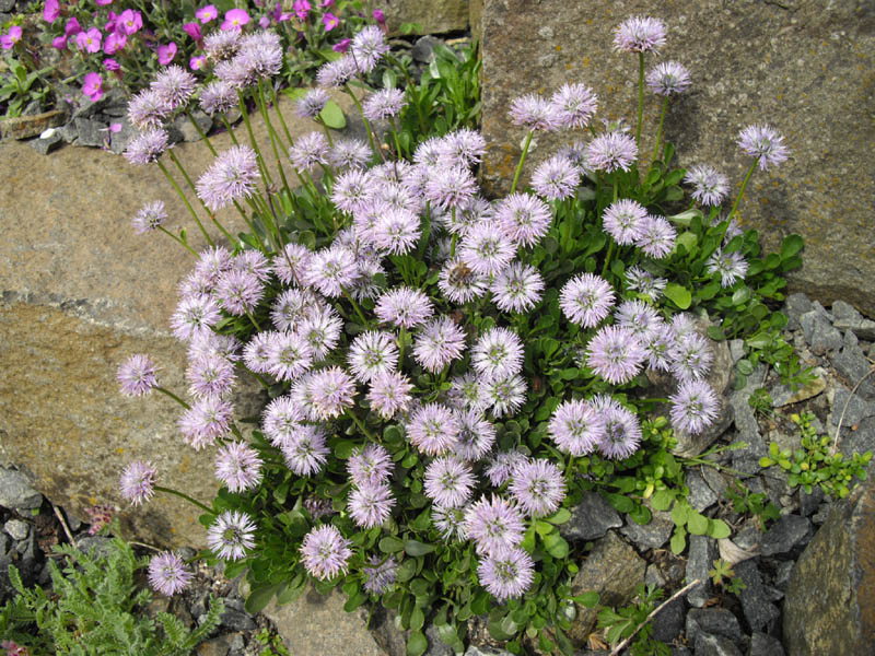 Semis de Globularia Globularia_trichosantha_2