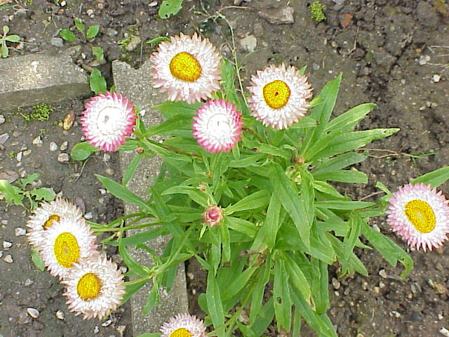 File:Helichrysum bracteatum5.jpg