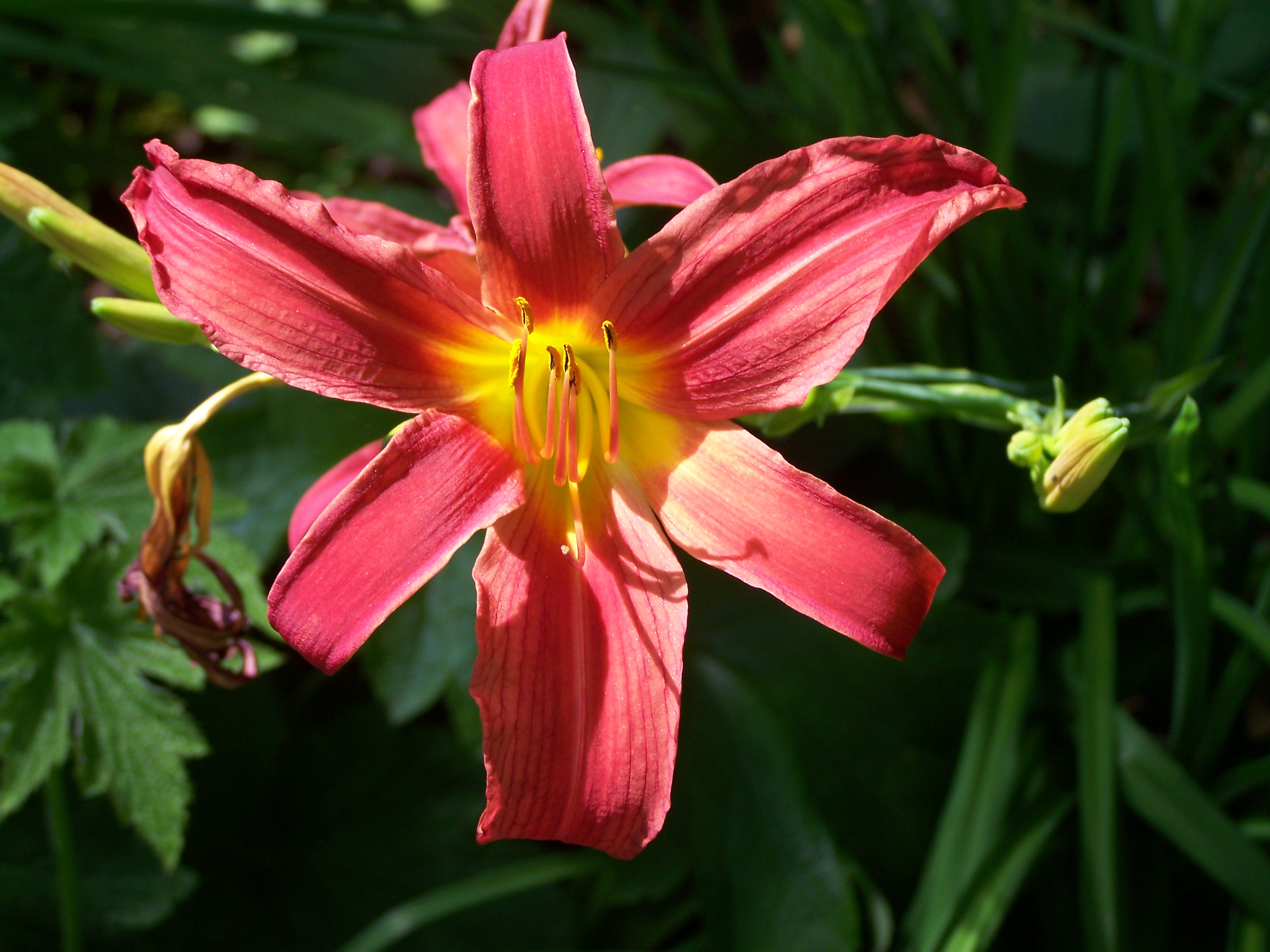 Лилейник Отумн ред. Hemerocallis species. Hemerocallis массив. Лилейник Отум реслинг.