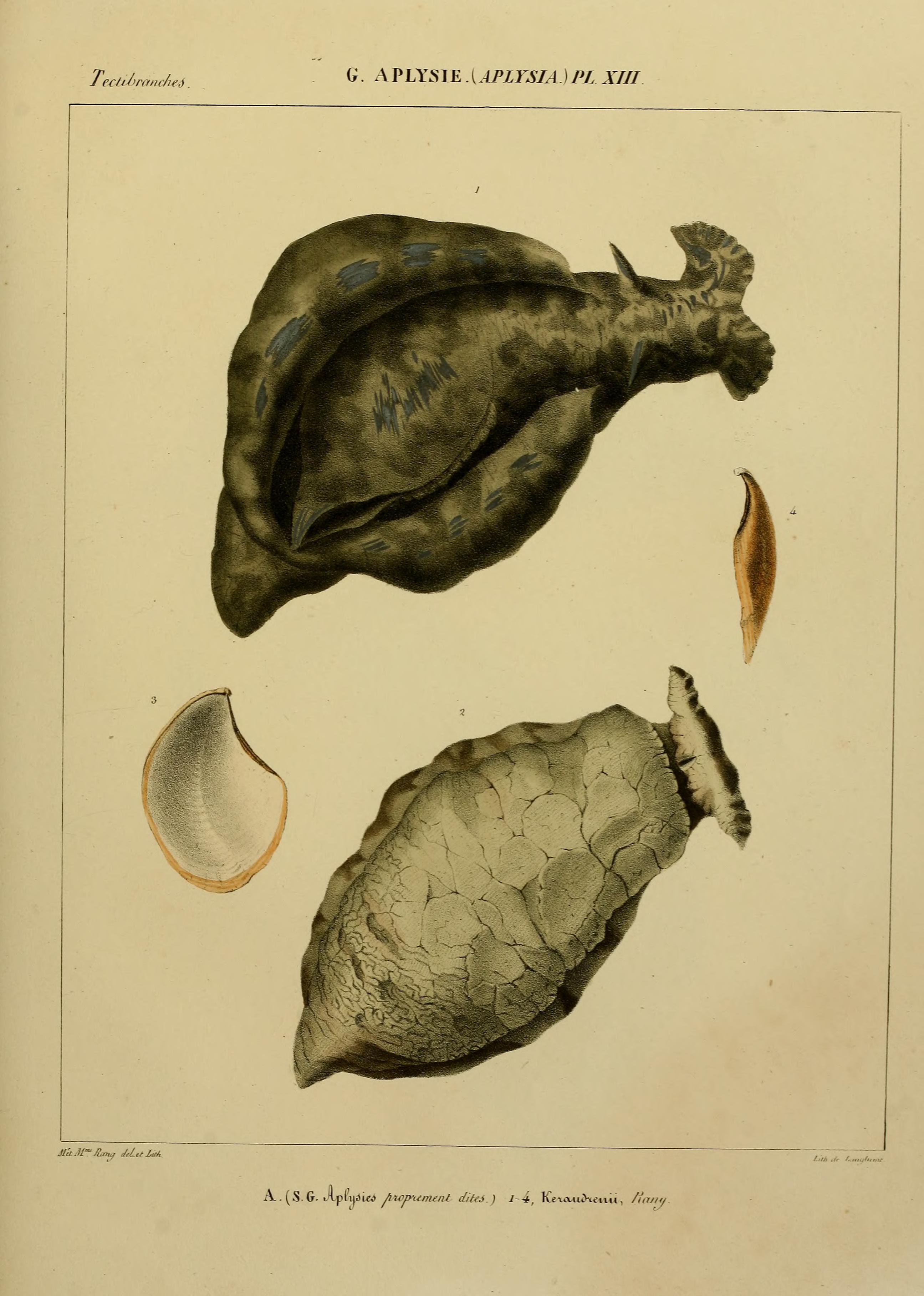 ''Histoire naturelle des Aplysiens'' Plate 13 by Perrine Louise Rang