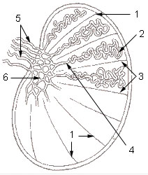 File:Illu testis schematic.jpg