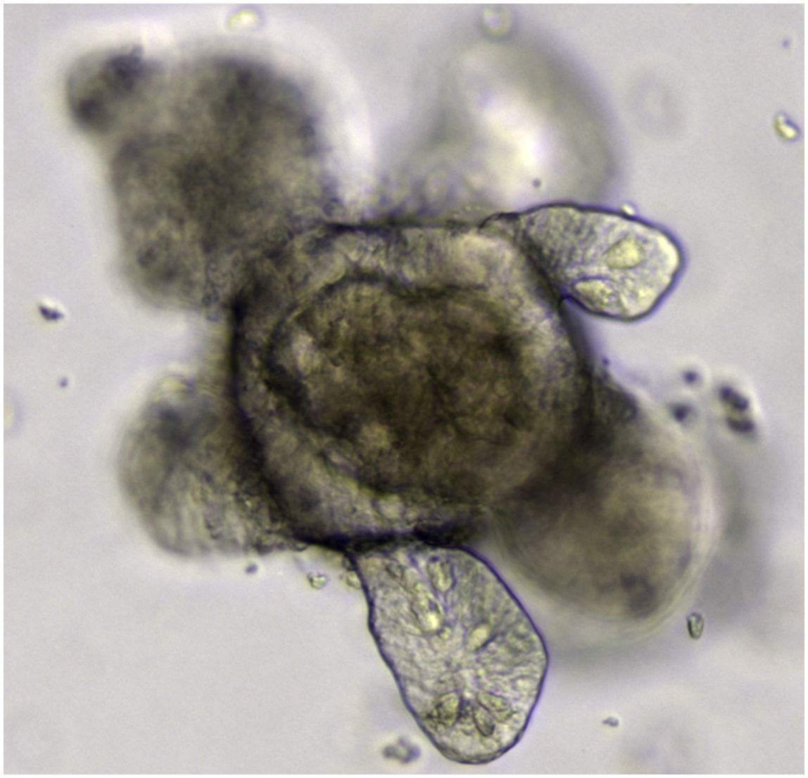 organoid wikipedia organoid wikipedia