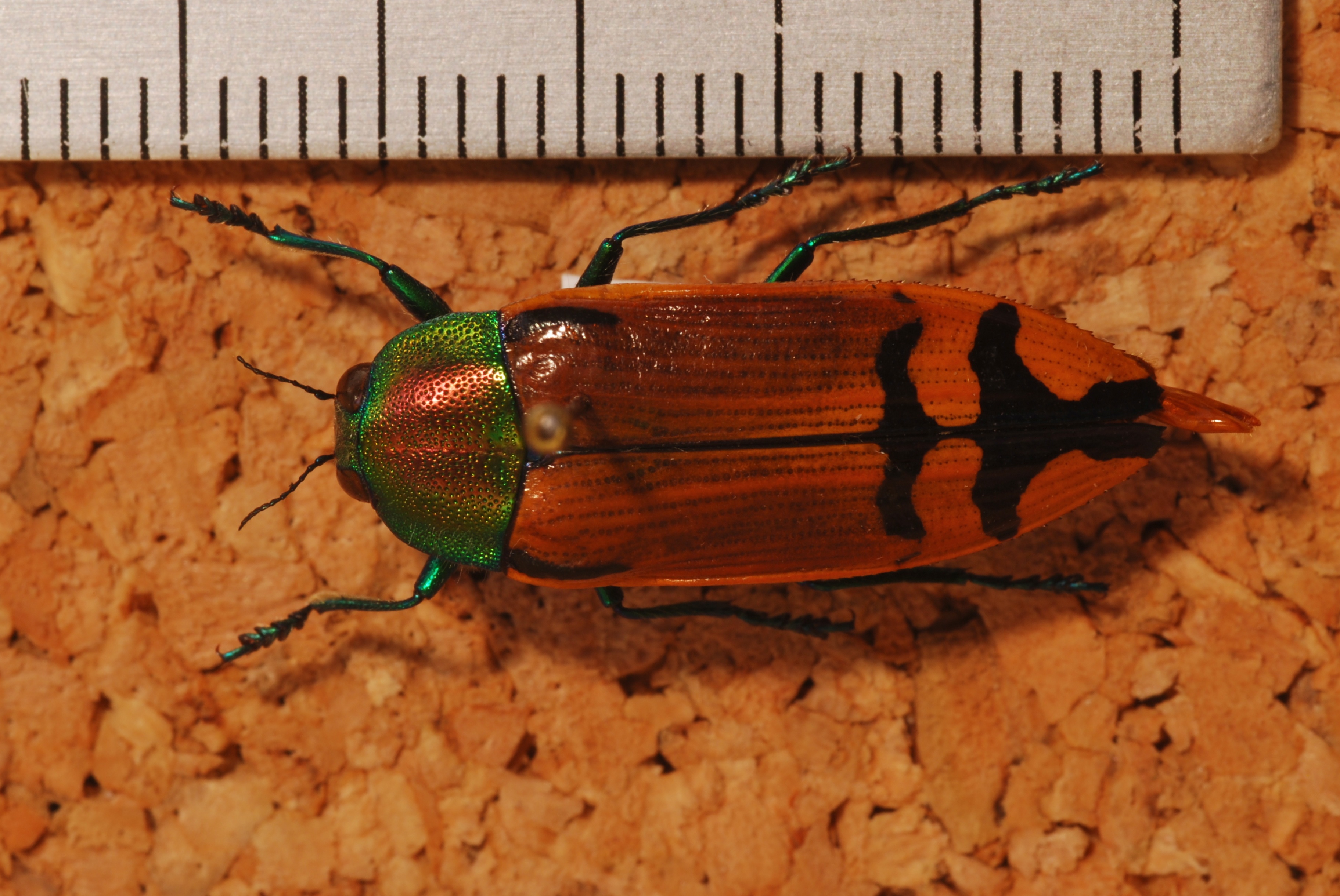 Jewel Beetle (Conognatha humeralis) (8244267127).jpg