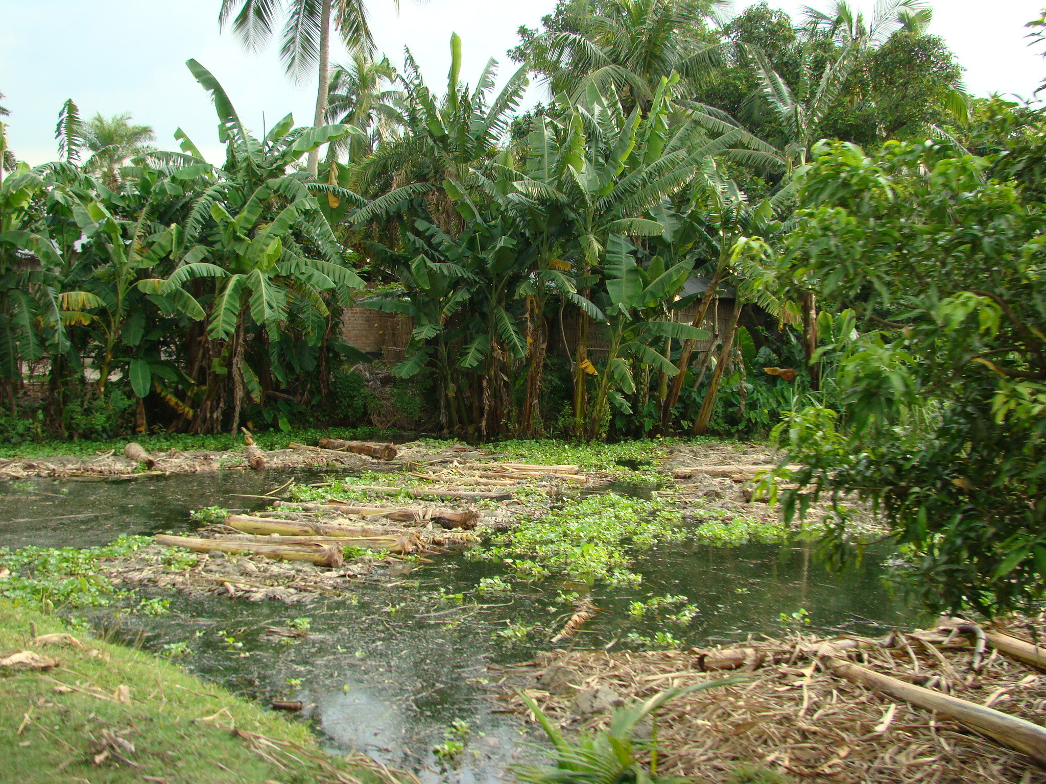 Jute cultivation - Wikipedia