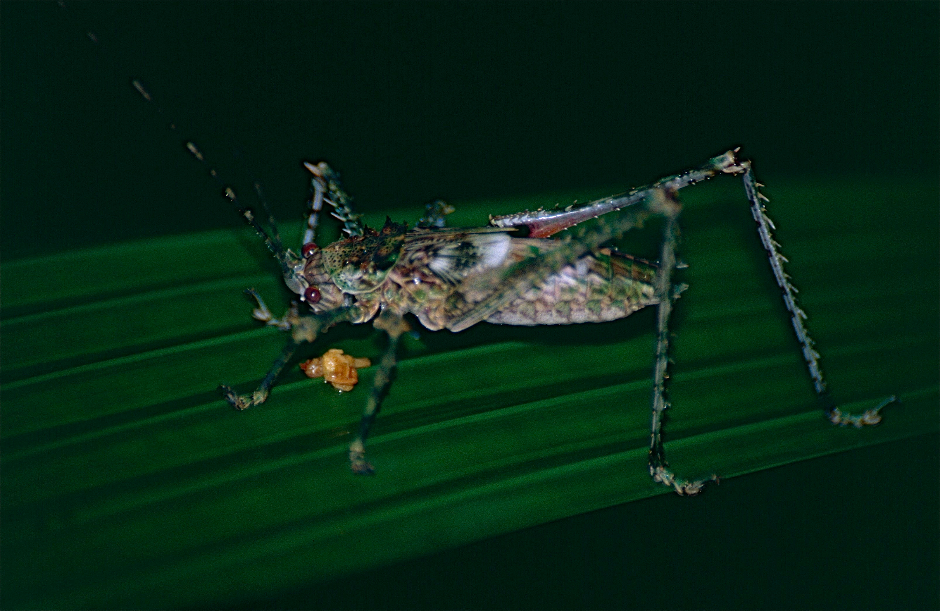 Katydid Nymph (Phricta spinosa) (9758262355).jpg