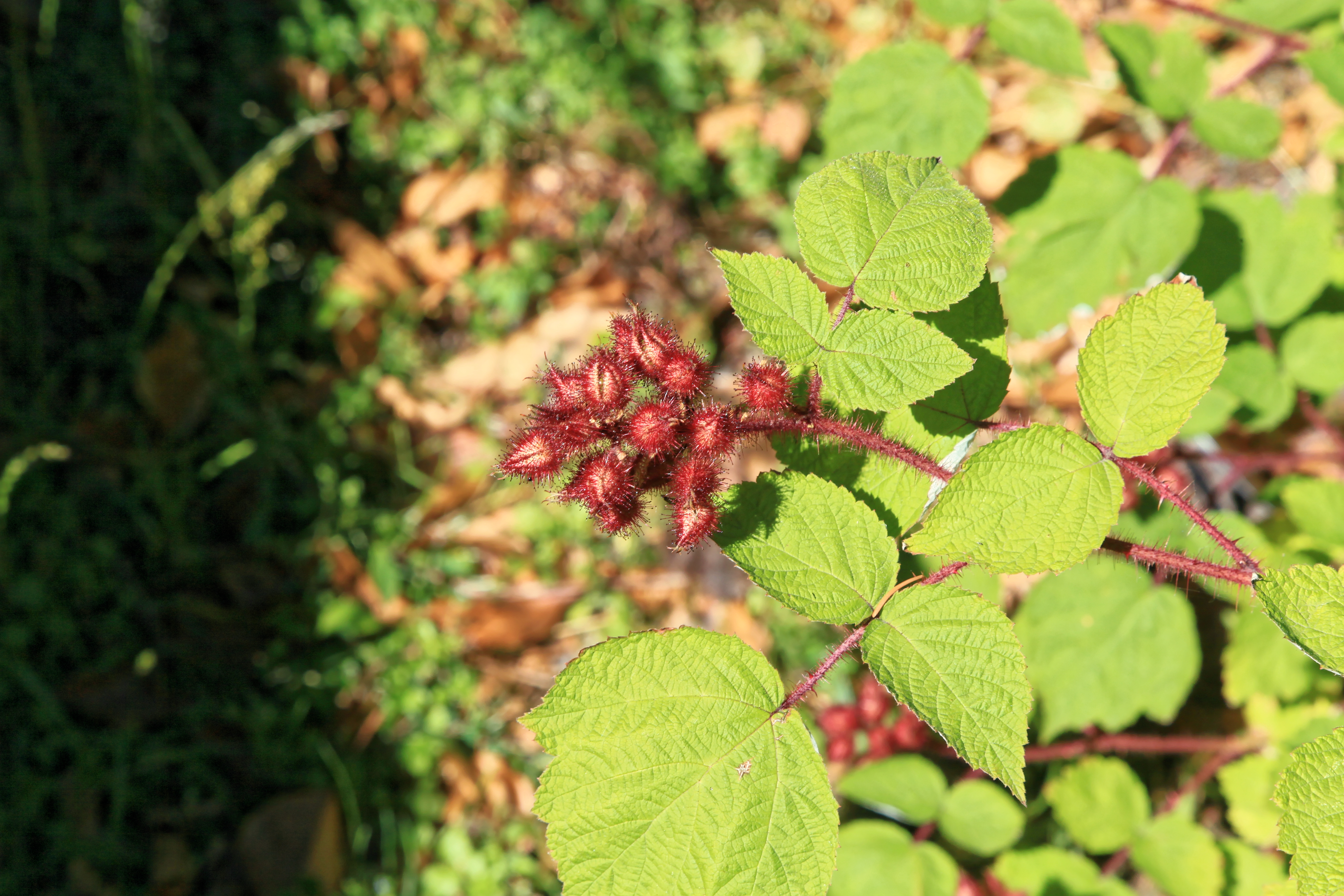 Rubus caucasicus