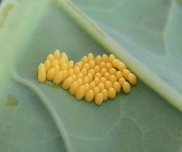 Large White eggs 600.jpg