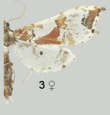 Leucinodes rimavallis