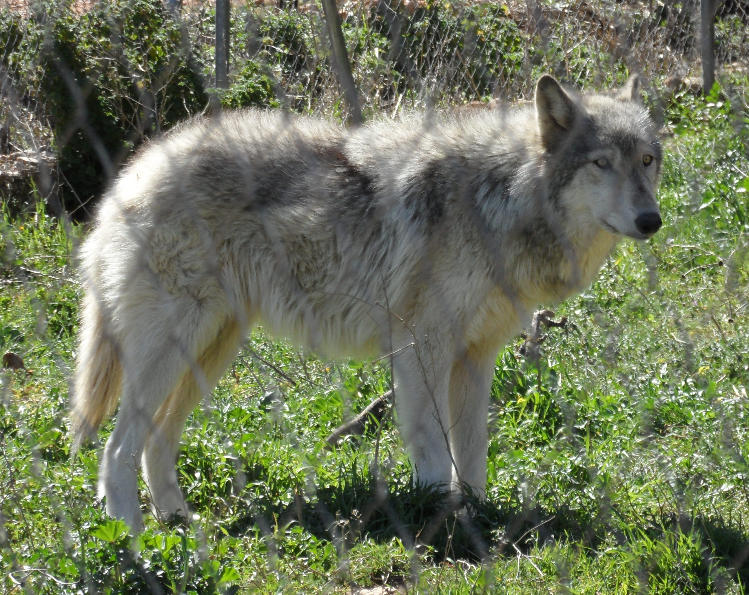 wolf vs husky difference