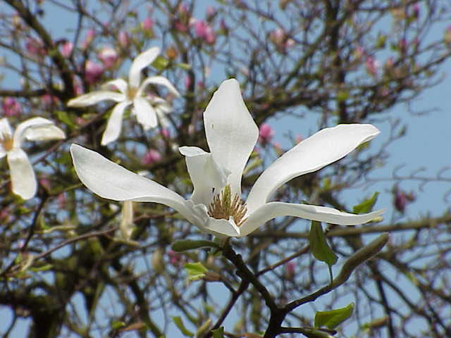 Magnolia kobus - Wikipedia, la enciclopedia libre