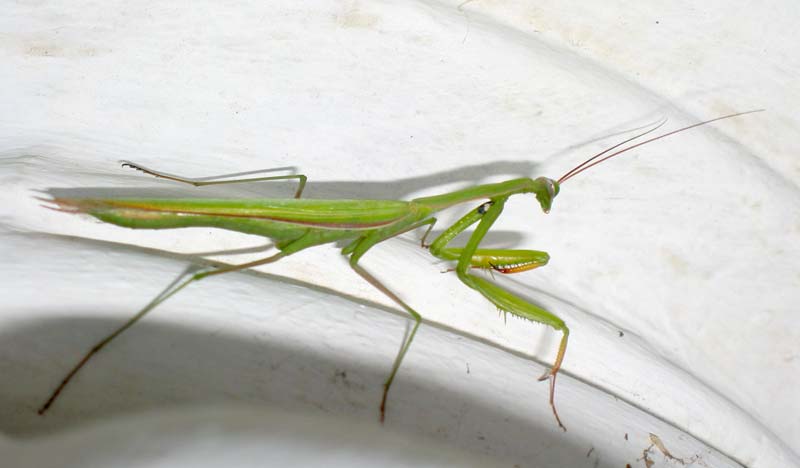 File:Mantis religiosa 01.jpg