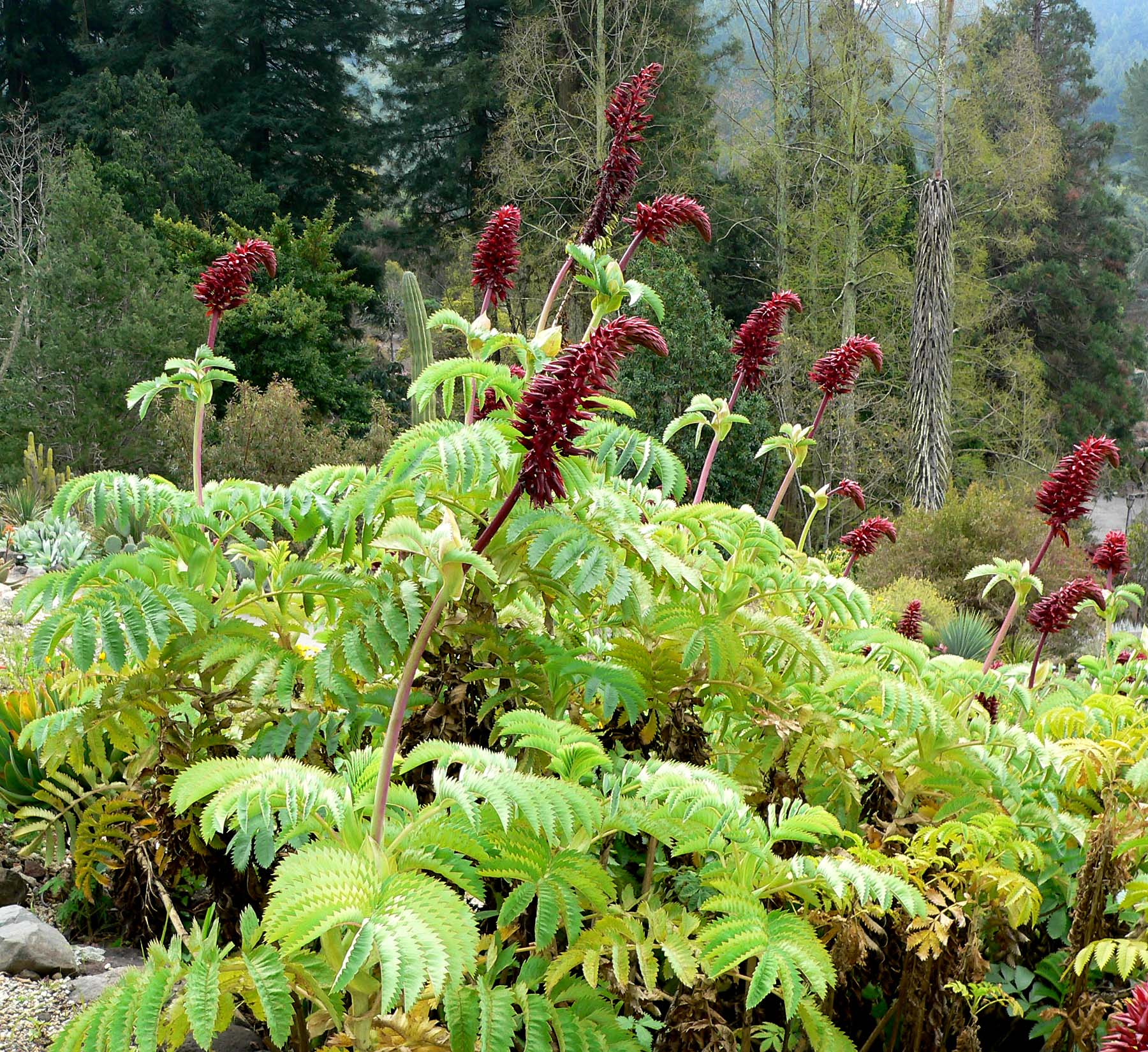 Melianthus - Wikipedia1800 x 1649