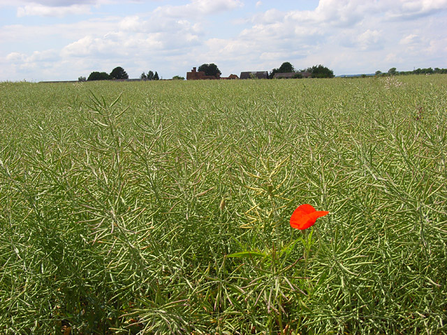 File:Oil-seed rape, Bisham - geograph.org.uk - 856517.jpg