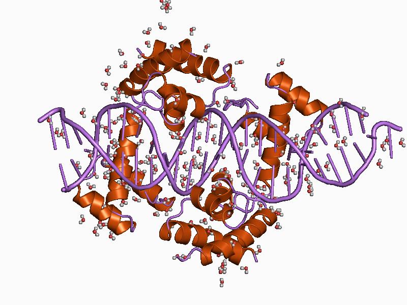 Транскрипция генома. Ген pitx1. ДНК МУТАНТА. PMC Hormone. PNAS.