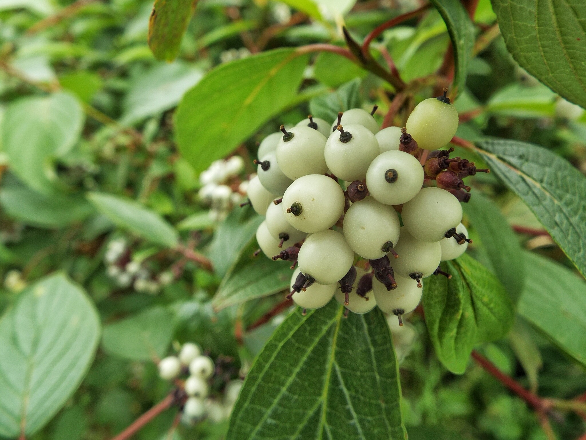 Poisonous. Ядовитые растения Южно Сахалинска\. Privet Berry. Green privet Berry.