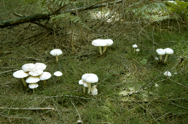 File:Rhodocollybia.maculata3.-.lindsey.jpg