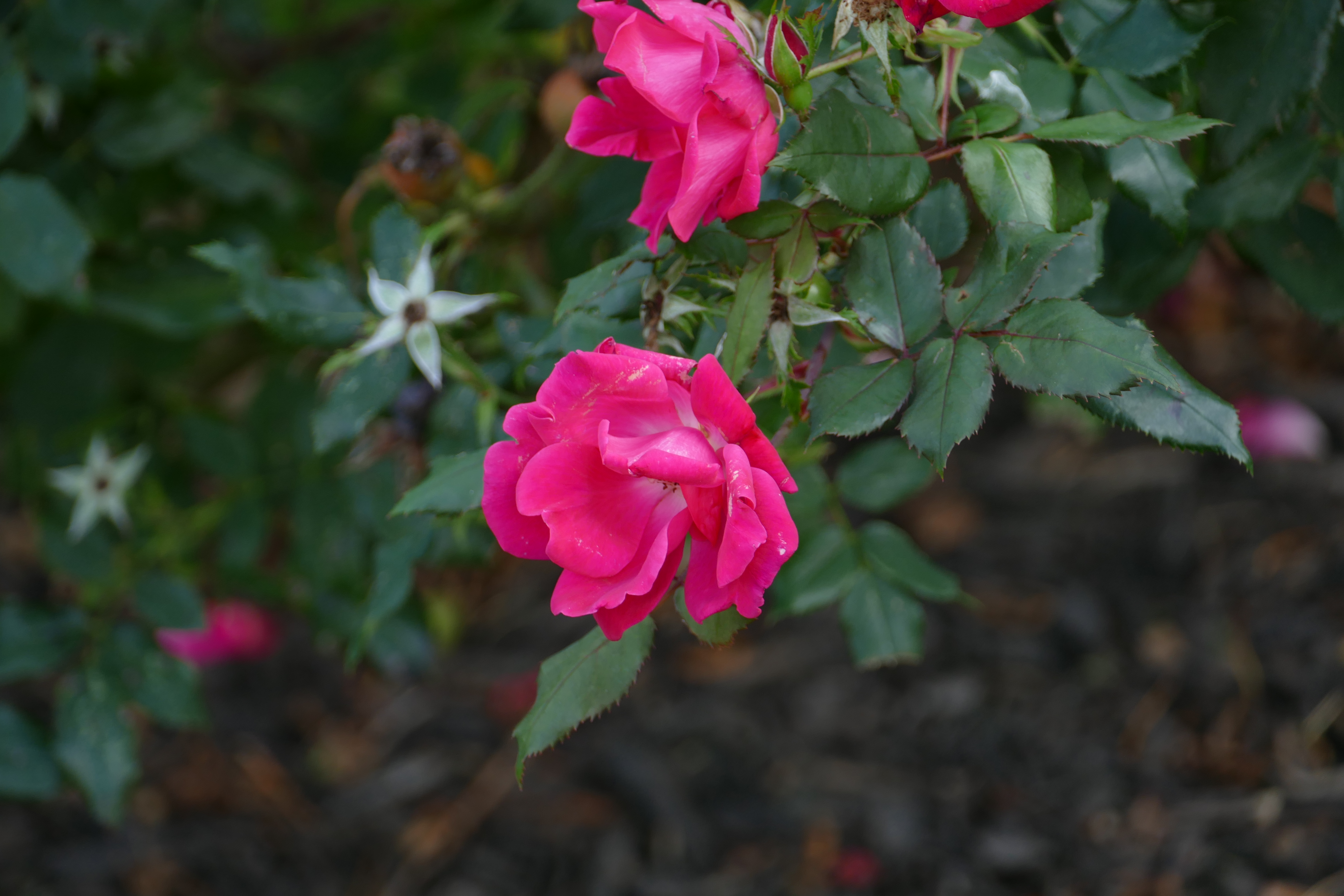 File:Rose flower with green leaves.jpg - Wikimedia Commons