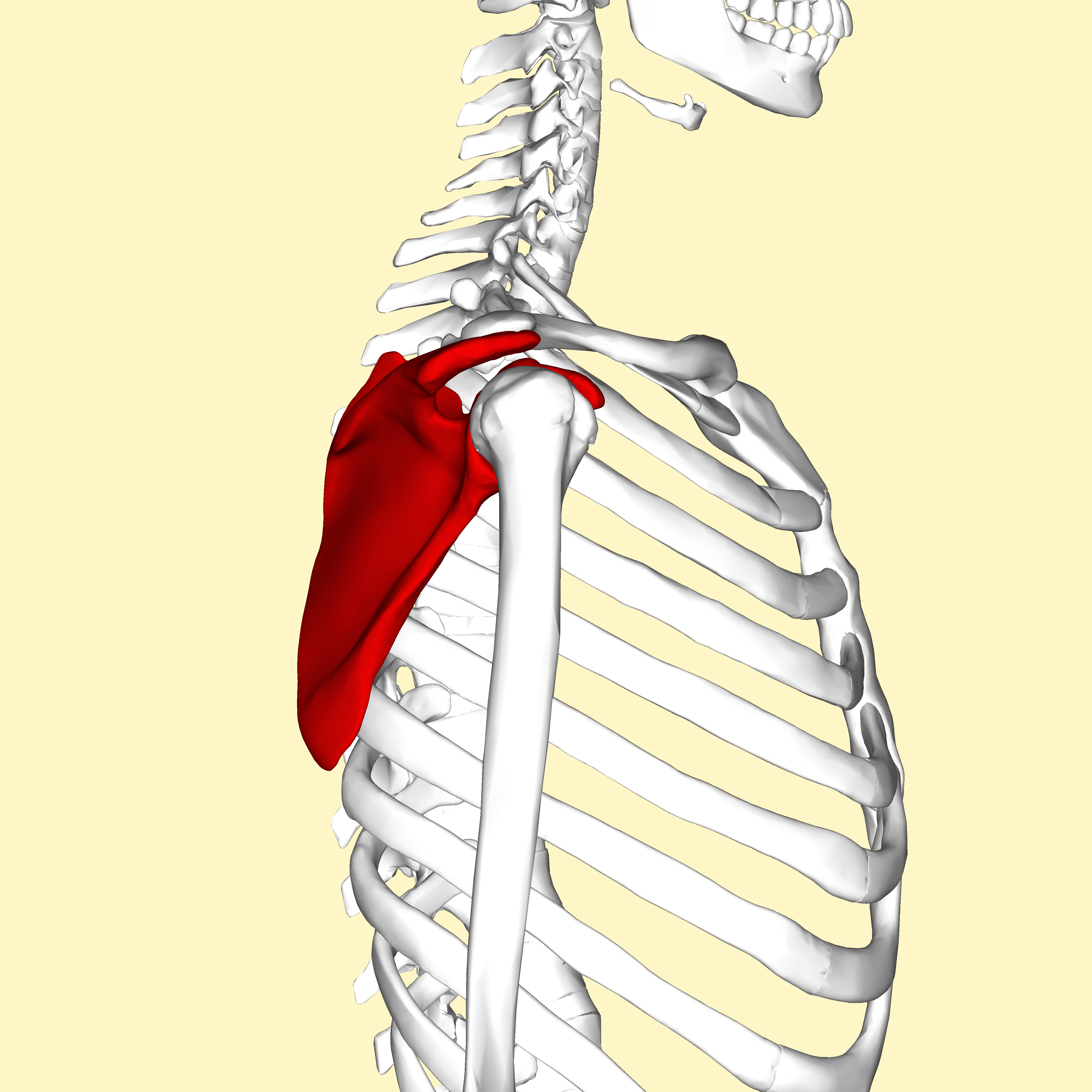 Лопатка грудина. Серратус Антериор. Scapular serratus. Спина Скапуле. Крепление лопаток к позвоночнику.