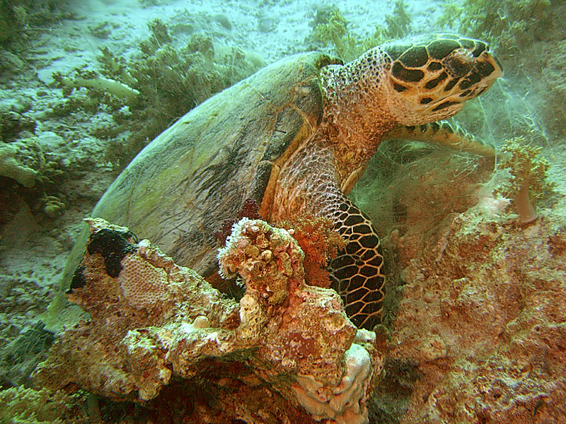 File:SharmYolandaTurtle.jpg