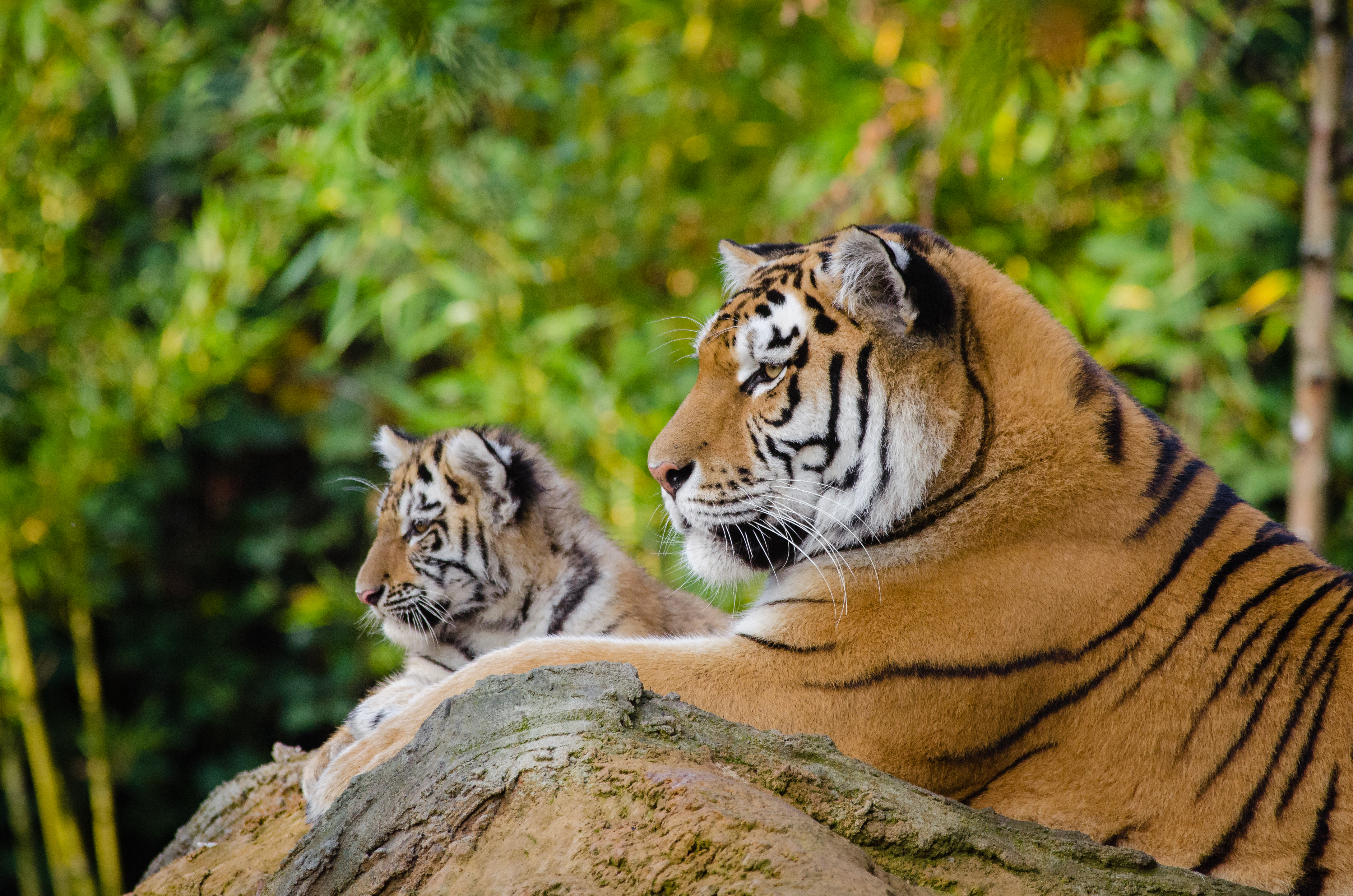 Bengal tiger mother with cub age four months - Stock Image - C042/8495 -  Science Photo Library