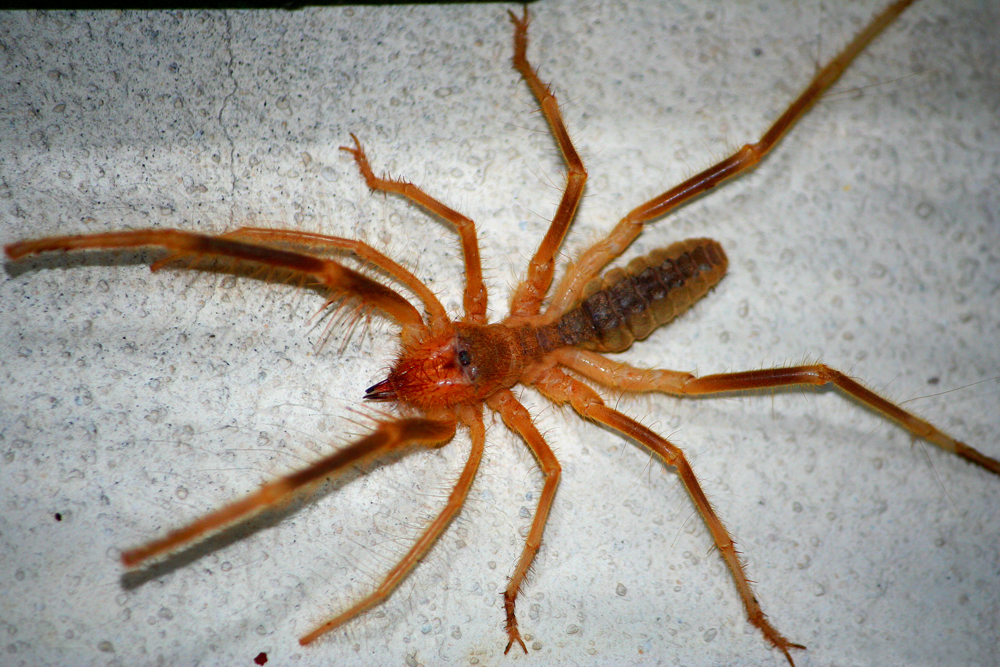 File Solifugae Camel Spider Siamak Sabet Jpg Wikimedia Commons