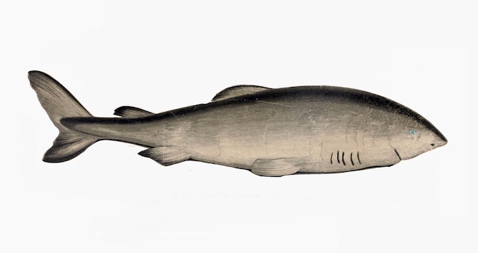 The Greenland shark lives longer than any other vertebrate