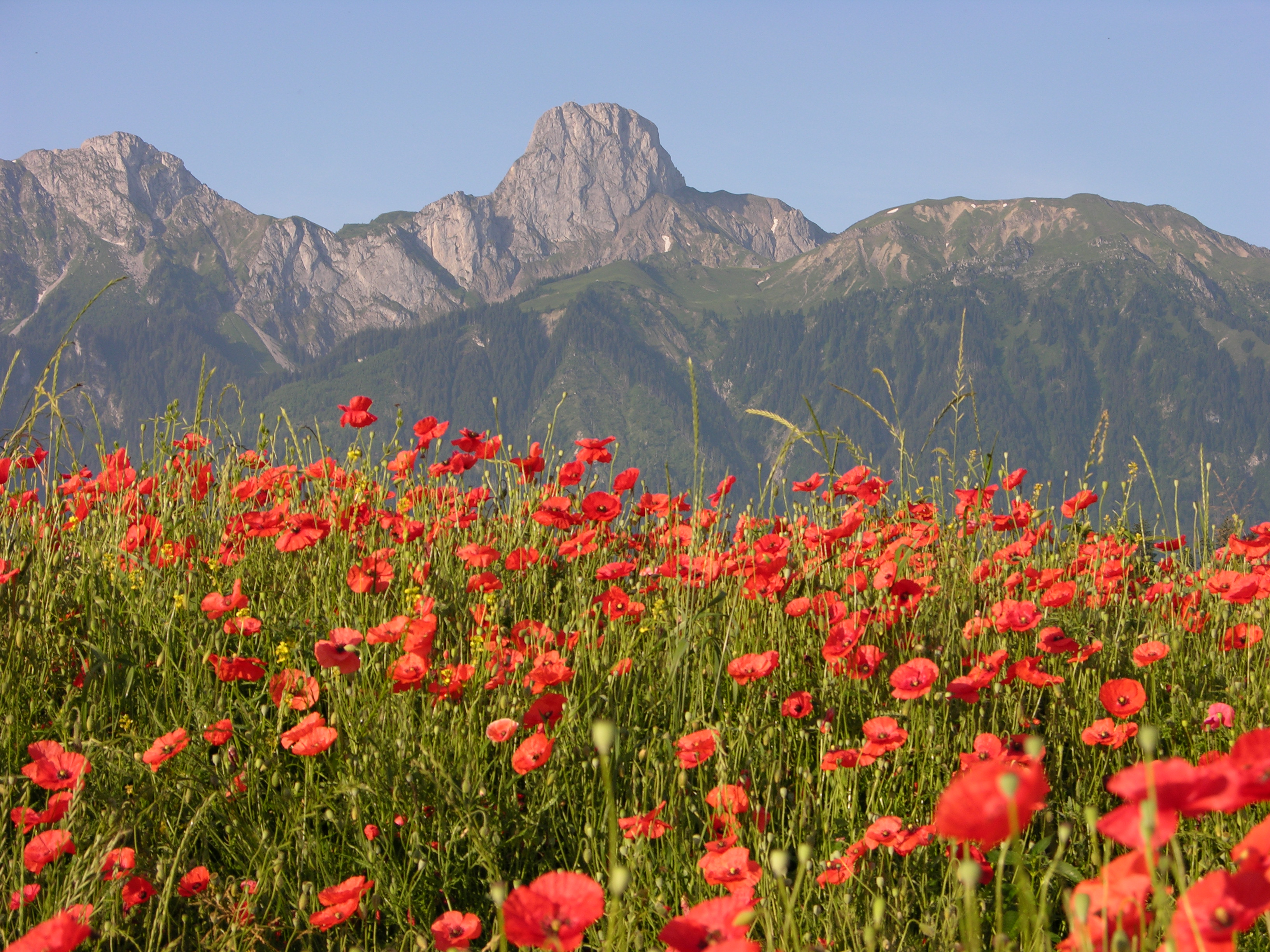 Таджикские цветы. Алые маки Иссык-куля. Чимганские горы Узбекистан тюльпаны. Горные тюльпаны Тянь Шаня. Тянь Шань Киргизия маки.