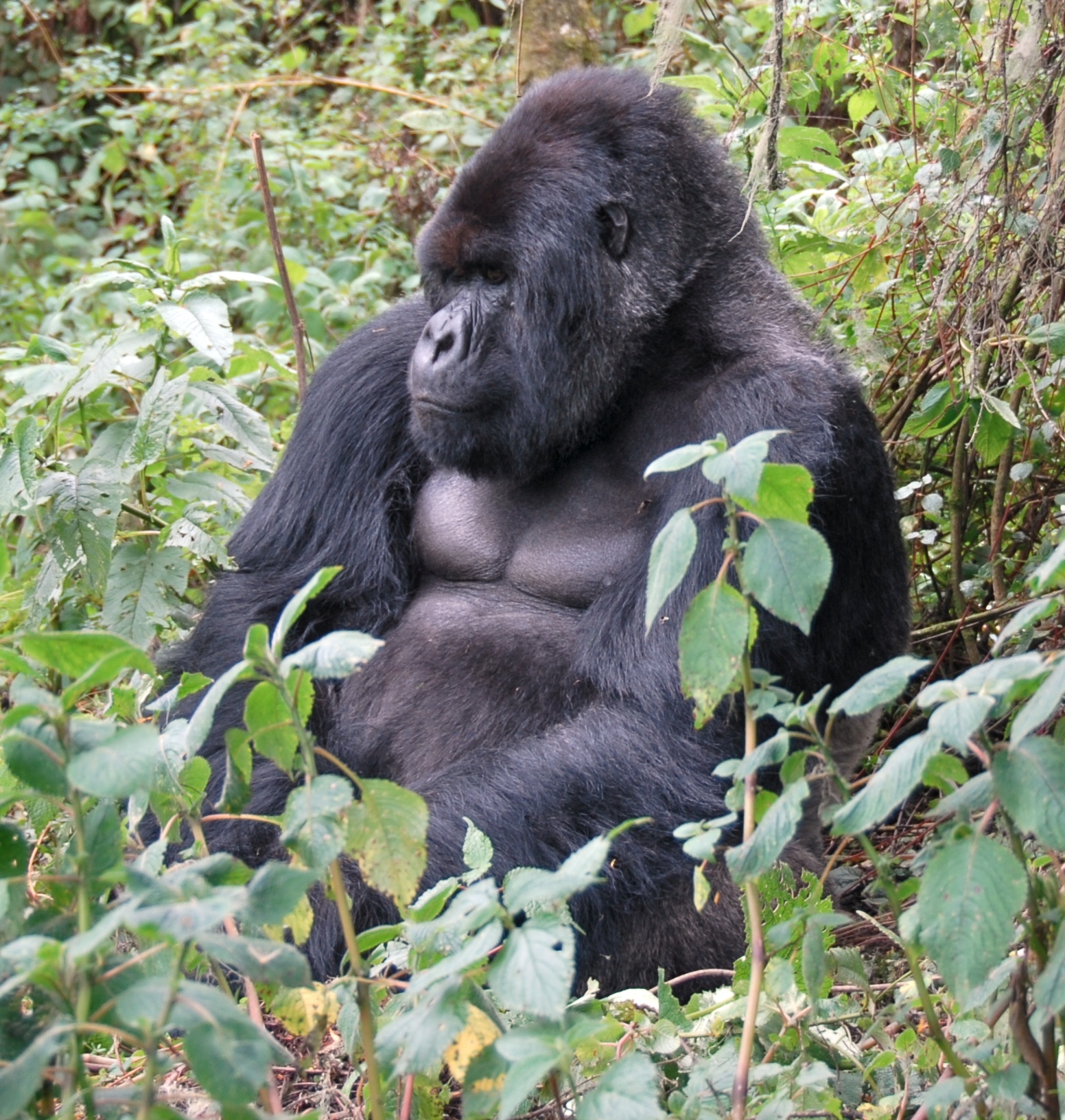 mountain gorilla habitat map