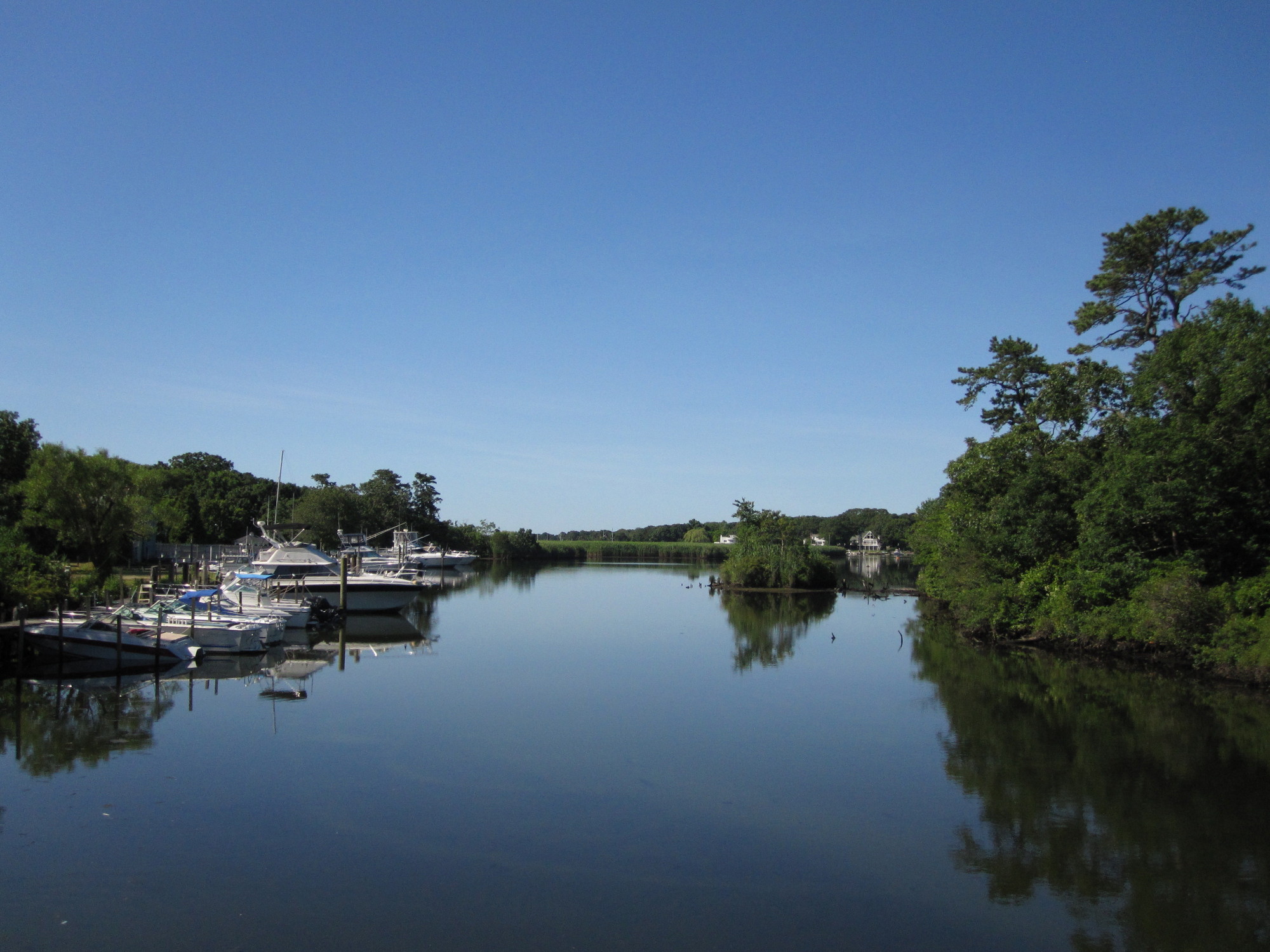 Long Island is a challenging habitat for wildlife - Newsday