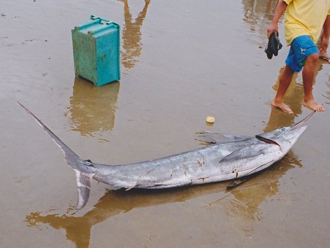 File:Sword fish caught in Equador.jpg