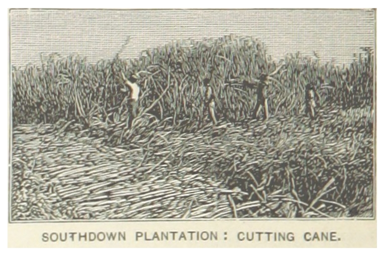 File:US-LA(1891) p304 SOUTHDOWN PLANTATION, CUTTING CANE.jpg