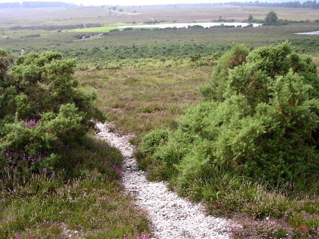 File:Whitten Bottom from Holmsley Ridge, New Forest - geograph.org.uk - 32749.jpg