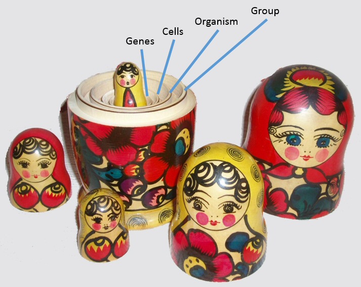 File:Wilson's Matryoshka Doll Multilevel Selection Model.jpg