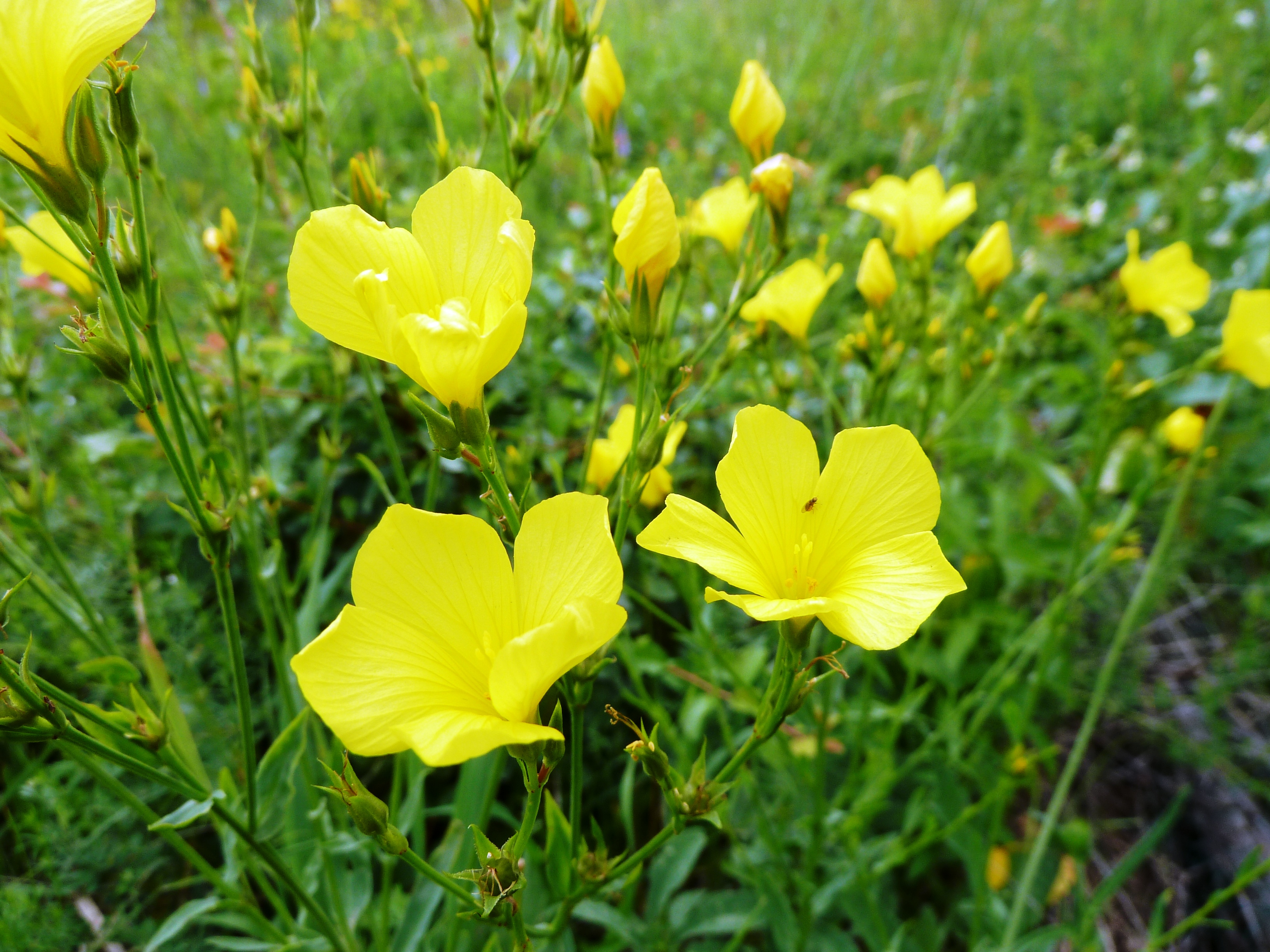 Лён жёлтый Linum flavum