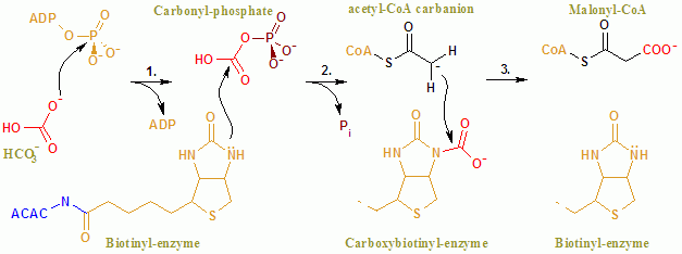 acetyl coa carboxylase reaction