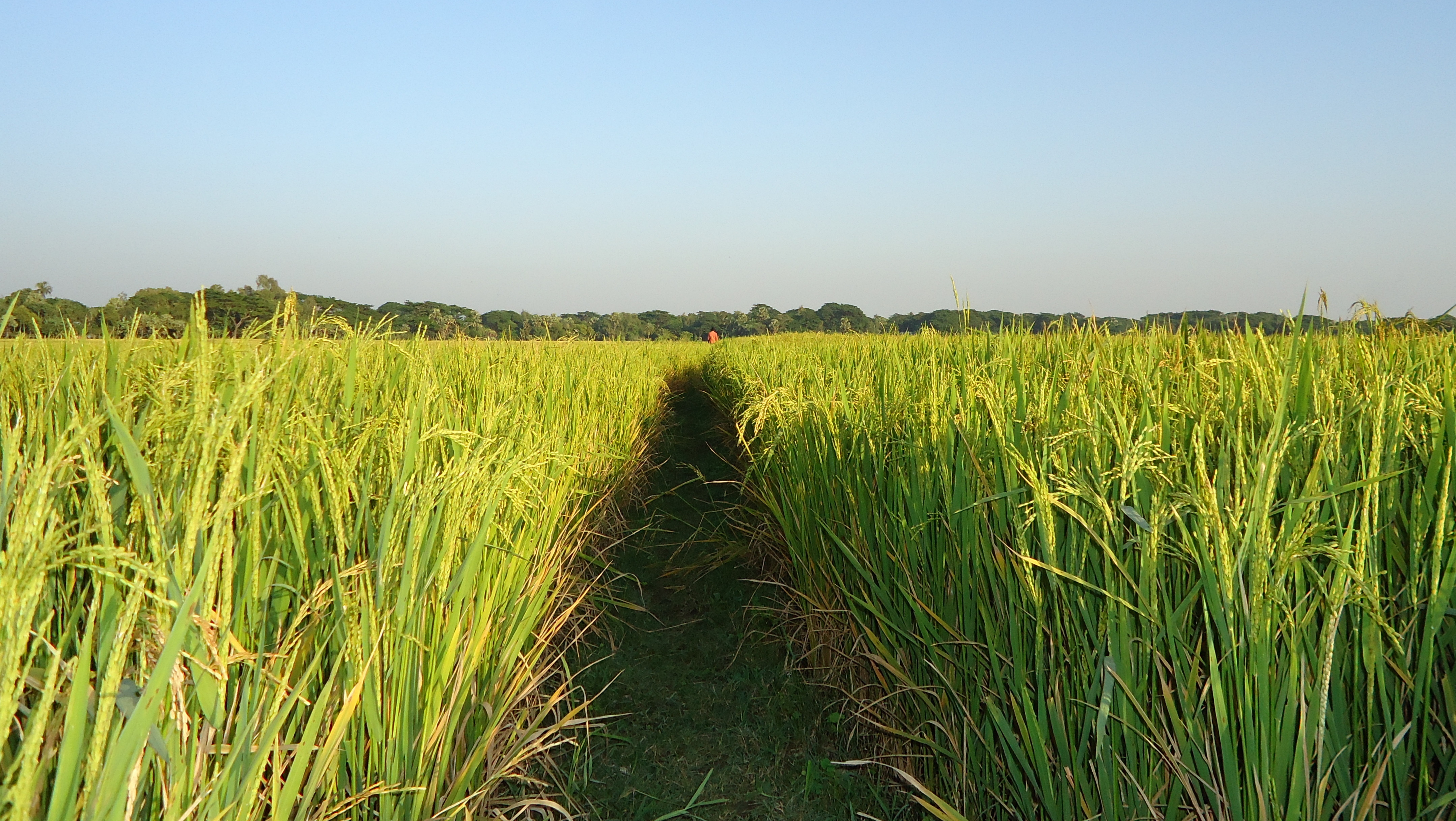 Silkhet Bangladesh