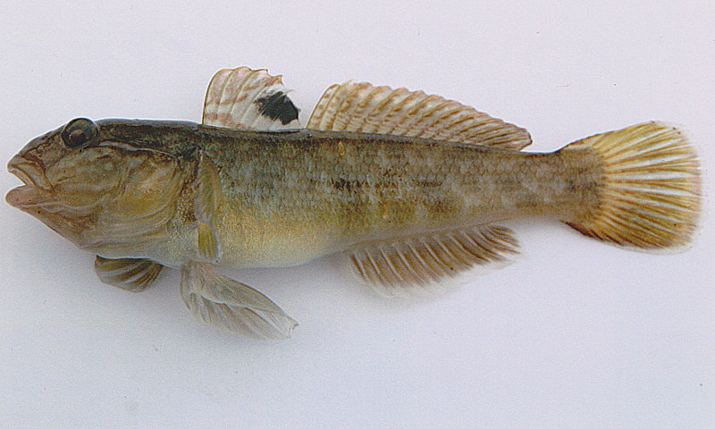 File:A large neogobius melanostomus.jpg